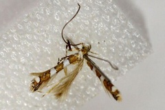 Telamoptilia cathedraea