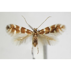 /filer/webapps/moths_gc/media/images/E/emberizaepennella_Phyllonorycter_A_ZSM_3.jpg