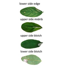 /filer/webapps/moths_gc/media/images/R/robiniella_Macrosaccus_mine1_Kirichenko_etal_2025c_7.jpg