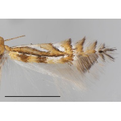 /filer/webapps/moths_gc/media/images/E/elongata_Phyllocnistis_PT_Cerdena-etal_2022_199.jpg