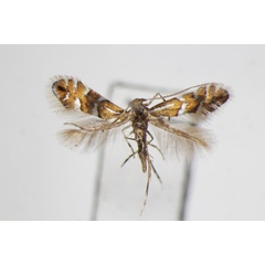 /filer/webapps/moths_gc/media/images/A/aino_Phyllonorycter_A_ZSM.jpg