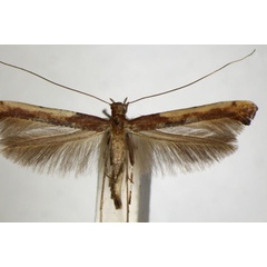 /filer/webapps/moths_gc/media/images/N/nobilella_Caloptilia_PT_ZSM.jpg