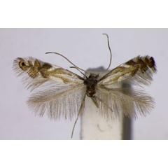 /filer/webapps/moths_gc/media/images/A/alniella_Phyllonorycter_LT_BMNH.jpg