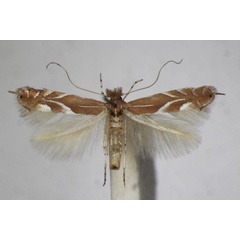 /filer/webapps/moths_gc/media/images/E/endryella_Phyllonorycter_A_ZSM_4.jpg