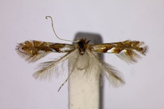 Phyllonorycter pseudojoviella
