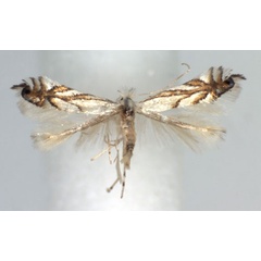 /filer/webapps/moths_gc/media/images/L/leucocorona_Phyllonorycter_A_WJDP.jpg