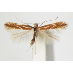 /filer/webapps/moths_gc/media/images/C/corylifoliella_betulae_Phyllonorycter_A_ZSM_3.jpg