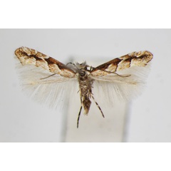 /filer/webapps/moths_gc/media/images/O/orientalis_Phyllonorycter_A_ZSM.jpg