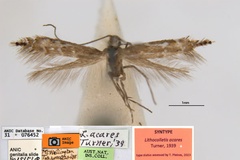 Aristaea acares