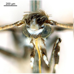 /filer/webapps/moths_gc/media/images/D/desmodiella_Liocrobyla_M2_head1_ANIC.jpg