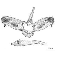 /filer/webapps/moths_gc/media/images/L/litchiella_Conopomorpha_GM_De-Prins-etal_2025_31_fig24.jpg