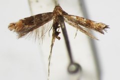 Phyllonorycter iriphanes