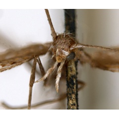 /filer/webapps/moths_gc/media/images/A/acares_Aristaea_ST1_head_ANIC.jpg