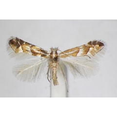 /filer/webapps/moths_gc/media/images/N/nipponicella_Phyllonorycter_A_ZSM_2.jpg