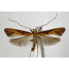 /filer/webapps/moths_gc/media/images/A/aurantiaca_Caloptilia_A_ZSM.jpg