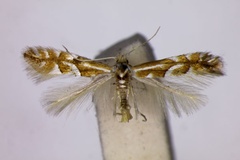 Phyllonorycter monspessulanella