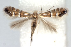 Phyllonorycter mongolicae