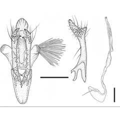 /filer/webapps/moths_gc/media/images/D/drimiphaga_Phyllocnistis_HT_GM_USNM.jpg