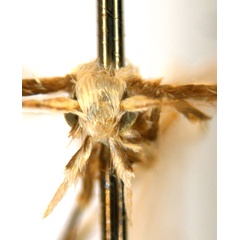 /filer/webapps/moths_gc/media/images/C/cairna_Diphtheroptila_PT_head1_NULT023277_ANIC.jpg