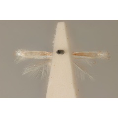 /filer/webapps/moths_gc/media/images/C/candida_Acrocercops_HT_ANIC31-036699_ventral.jpg