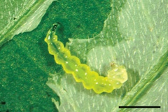 Phyllocnistis indistincta