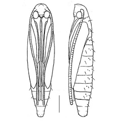 /filer/webapps/moths_gc/media/images/B/baranchikovi_Micrurapteryx_Pupa4__Kirichenko-et-al_2021_147.jpg