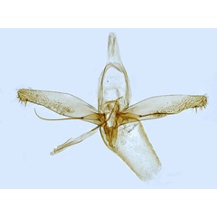 /filer/webapps/moths_gc/media/images/L/lautella_Phyllonorycter_GM_Hall.jpg