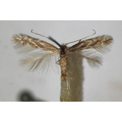 /filer/webapps/moths_gc/media/images/S/scopariella_Phyllonorycter_A_ZSM_2.jpg