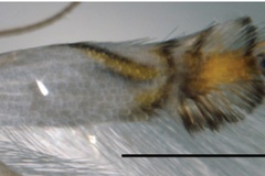 Phyllocnistis indistincta
