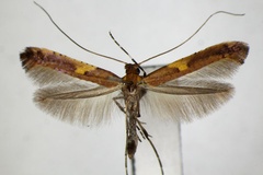 Caloptilia monticola