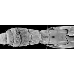 /filer/webapps/moths_gc/media/images/P/podocarpa_Phyllocnistis_pupa_Liu-et-al_2018b_565_SDNU.jpg