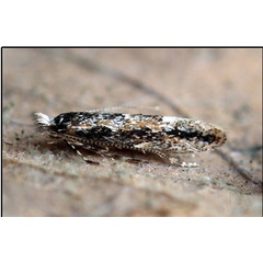 /filer/webapps/moths_gc/media/images/I/issikii_Phyllonorycter_A_Knyazev-et-al_2018_265_2.jpg