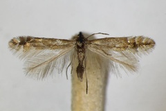Phyllonorycter haasi
