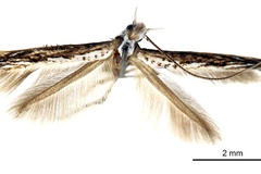 Stomphastis thraustica