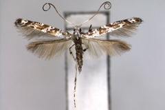 Gibbovalva quadrifasciata