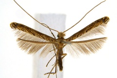 Diphtheroptila glochidia