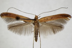 Caloptilia elongella