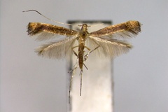 Deoptilia heptadeta