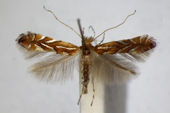 Phyllonorycter klimeschiella