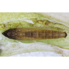 /filer/webapps/moths_gc/media/images/R/ramulicola_Phyllocnistis_pupa_Kirichenko-etal_2023_17c.jpg