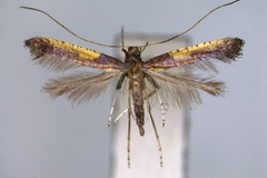 Caloptilia azaleella