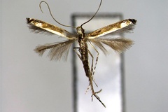 Psydrocercops wisteriae