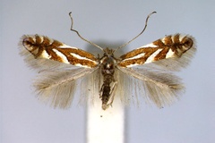 Phyllonorycter oxyacanthae