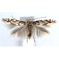 /filer/webapps/moths_gc/media/images/A/apparella_Phyllonorycter_A_WJDP.jpg