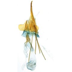 /filer/webapps/moths_gc/media/images/X/xerocarpa_Epicephala_PTF_GF_ANIC.jpg