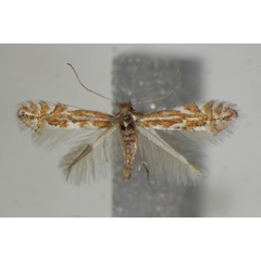 /filer/webapps/moths_gc/media/images/M/macedonica_Phyllonorycter_A_ZSM.jpg