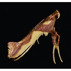 /filer/webapps/moths_gc/media/images/X/xanrhopharella_Caloptilia_A1_Guiguet-et-al_123.jpg