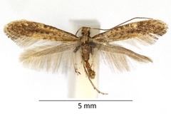 Sabulopteryx limosella