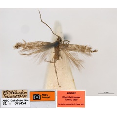 /filer/webapps/moths_gc/media/images/A/acares_Aristaea_ST5_ANIC.jpg