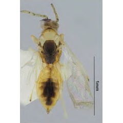 /filer/webapps/moths_gc/media/images/I/issikii_Phyllonorycter_Cirrospilus_ussuriensis_Kosheleva_et_al._2022_8.jpg